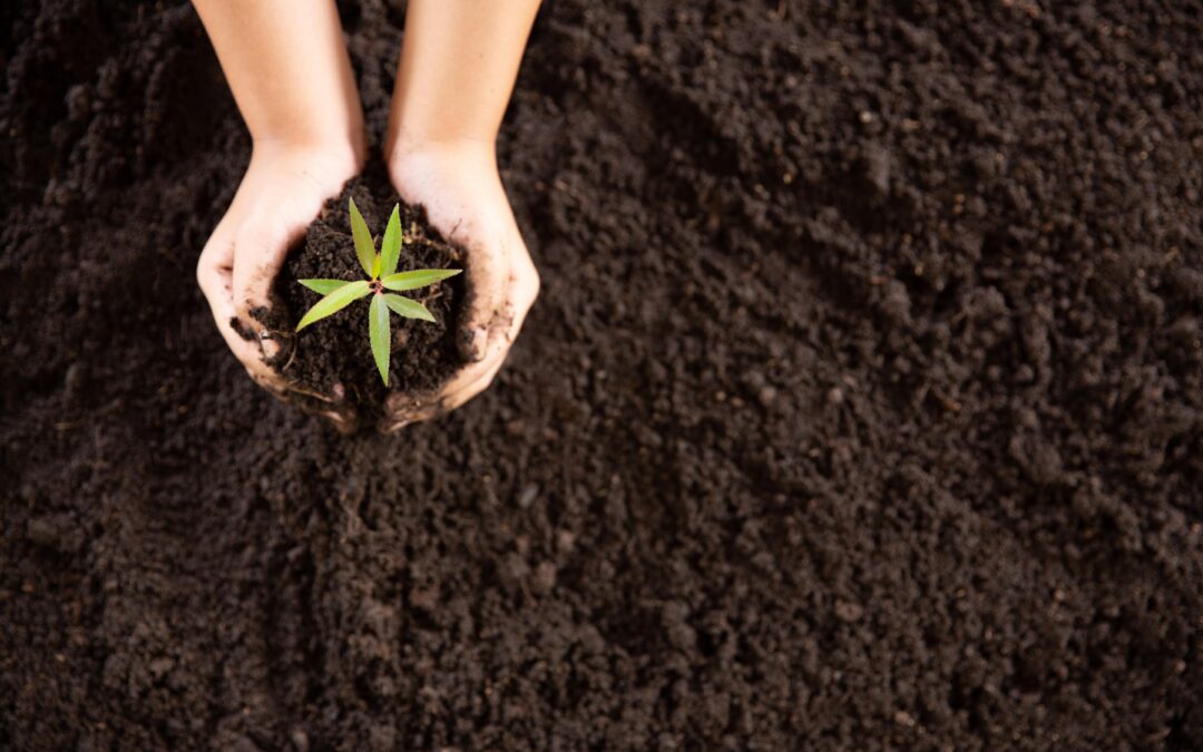 Toprak Çeşitleri Nelerdir? Türkiye’de Görülen Toprak Tipleri